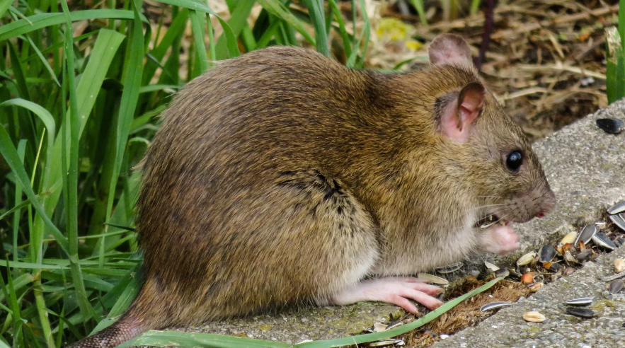 How to Address the Rat Problems Outside Your Building